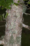 Bottomland post oak